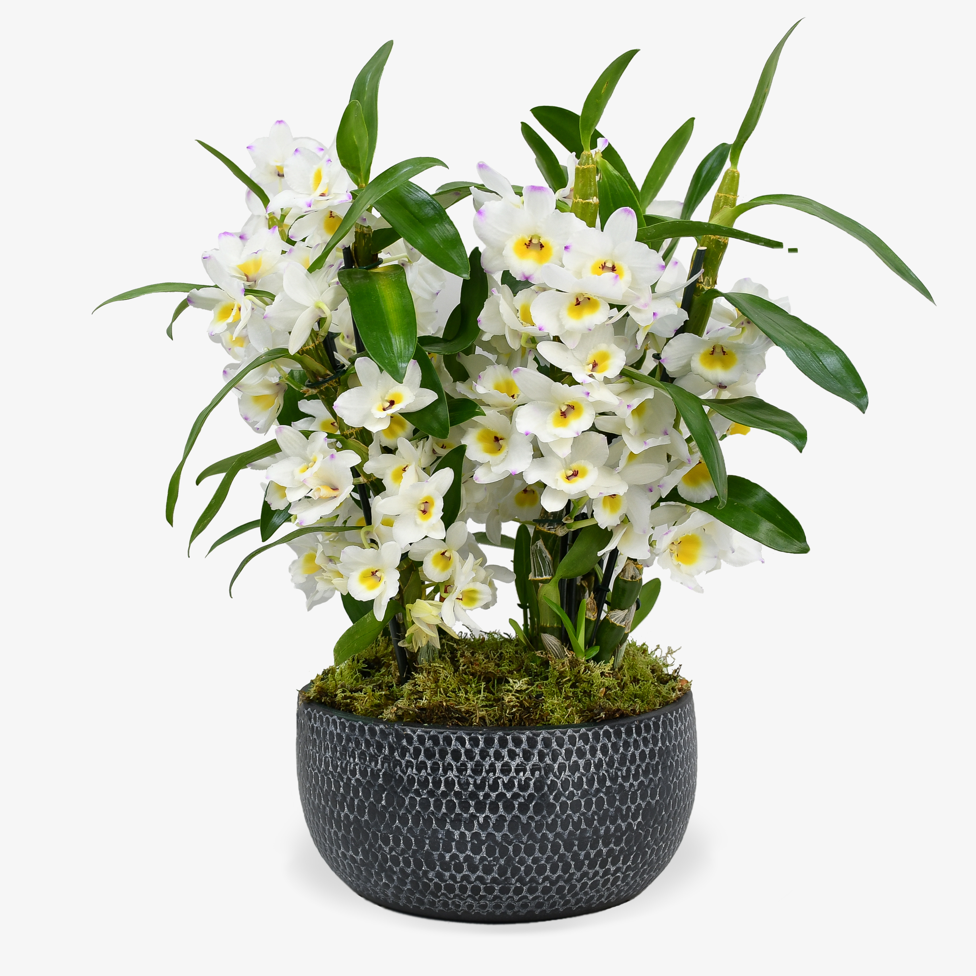 Dendrobium In White image