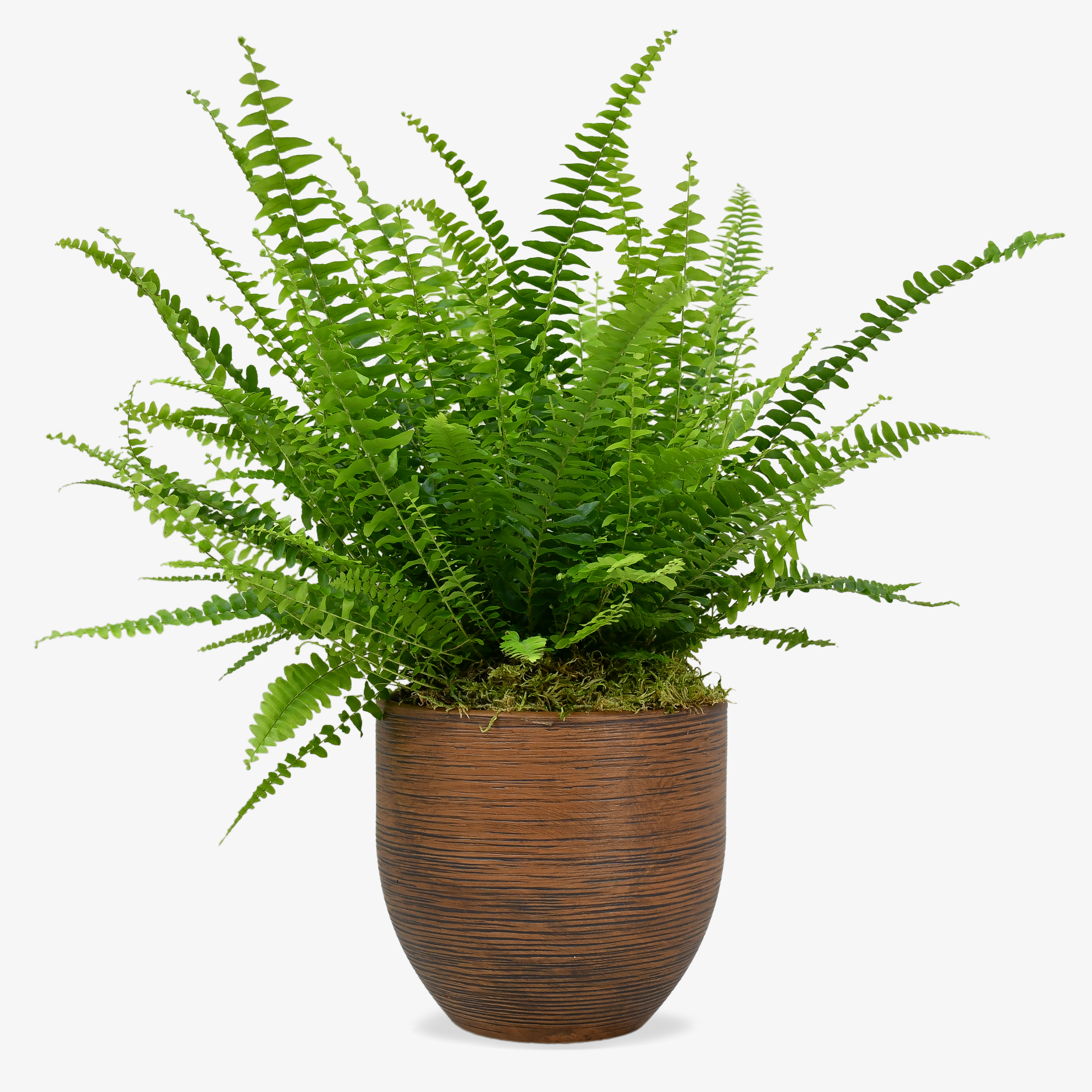 Boston Fern image