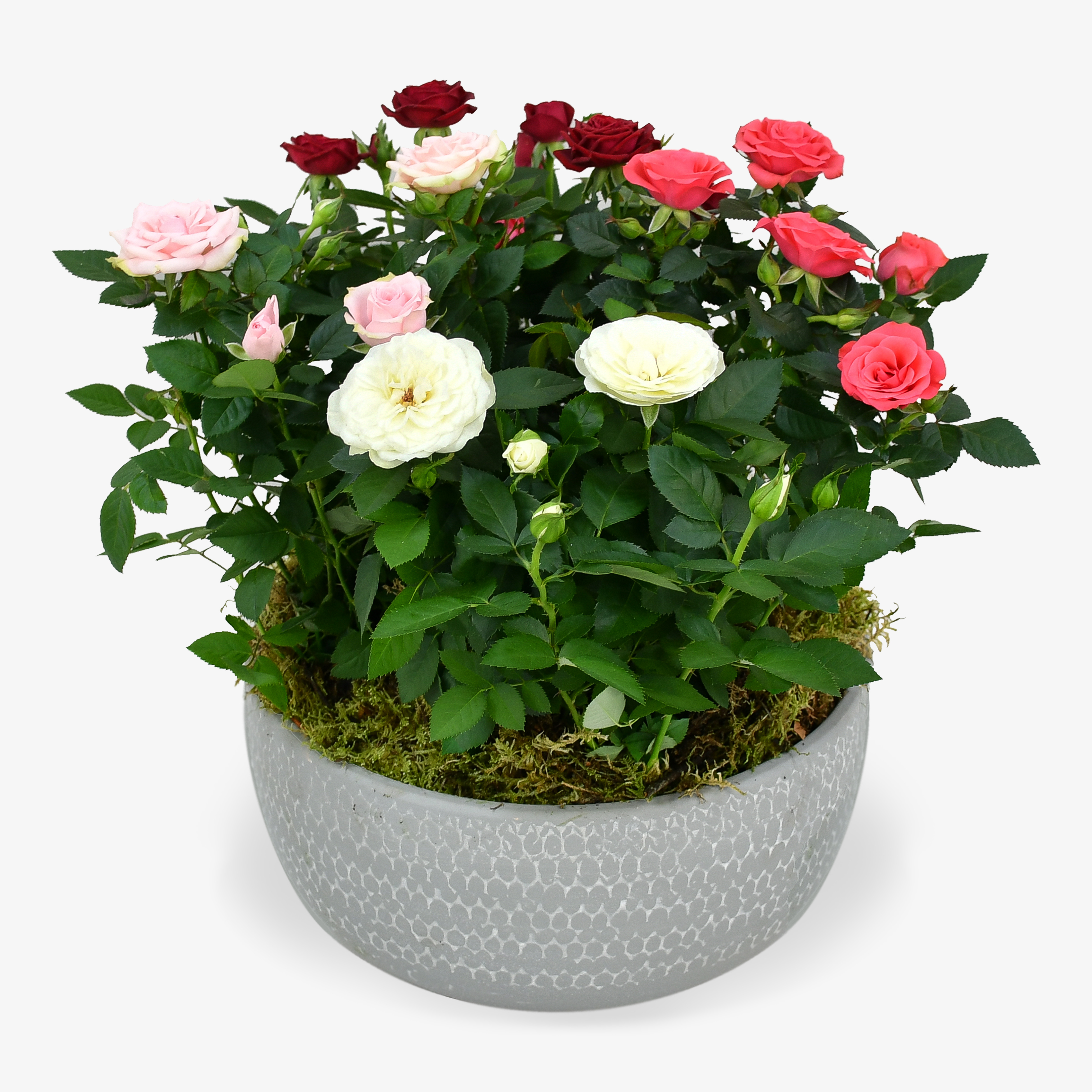 Rose Plant Arrangement image